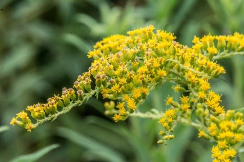 Wrightsville divingBug 1-9