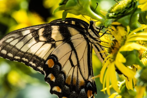 Raulston butterfliesBug 1-2