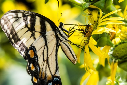 Raulston butterfliesBug 1-3