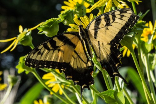 Raulston butterfliesBug 1-3
