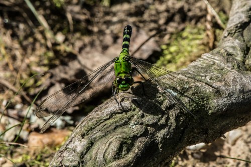 Raulston butterfliesBug 1-4