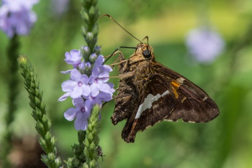 Raulston butterfliesBug 1-5