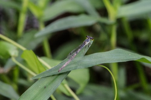Raulston butterfliesBug 1-5