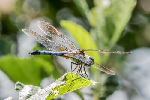 Raulston butterfliesBug 1-6