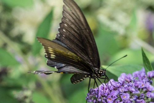 Raulston butterfliesBug 1