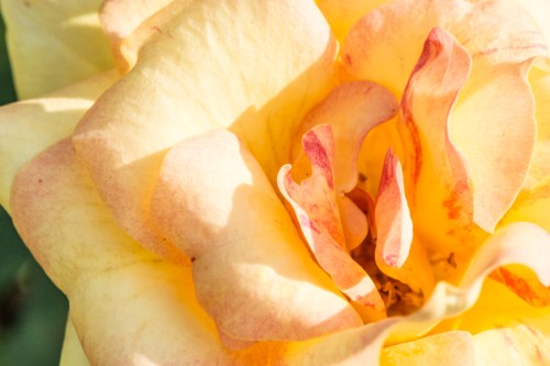 Raulston butterfliesBug 1