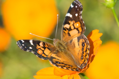 raulstonbfliesbug-1-3