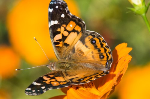 raulstonbfliesbug-1-4