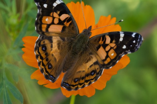 raulstonbfliesbug-1-5