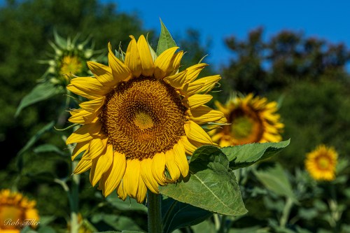 Sunflowers-0320