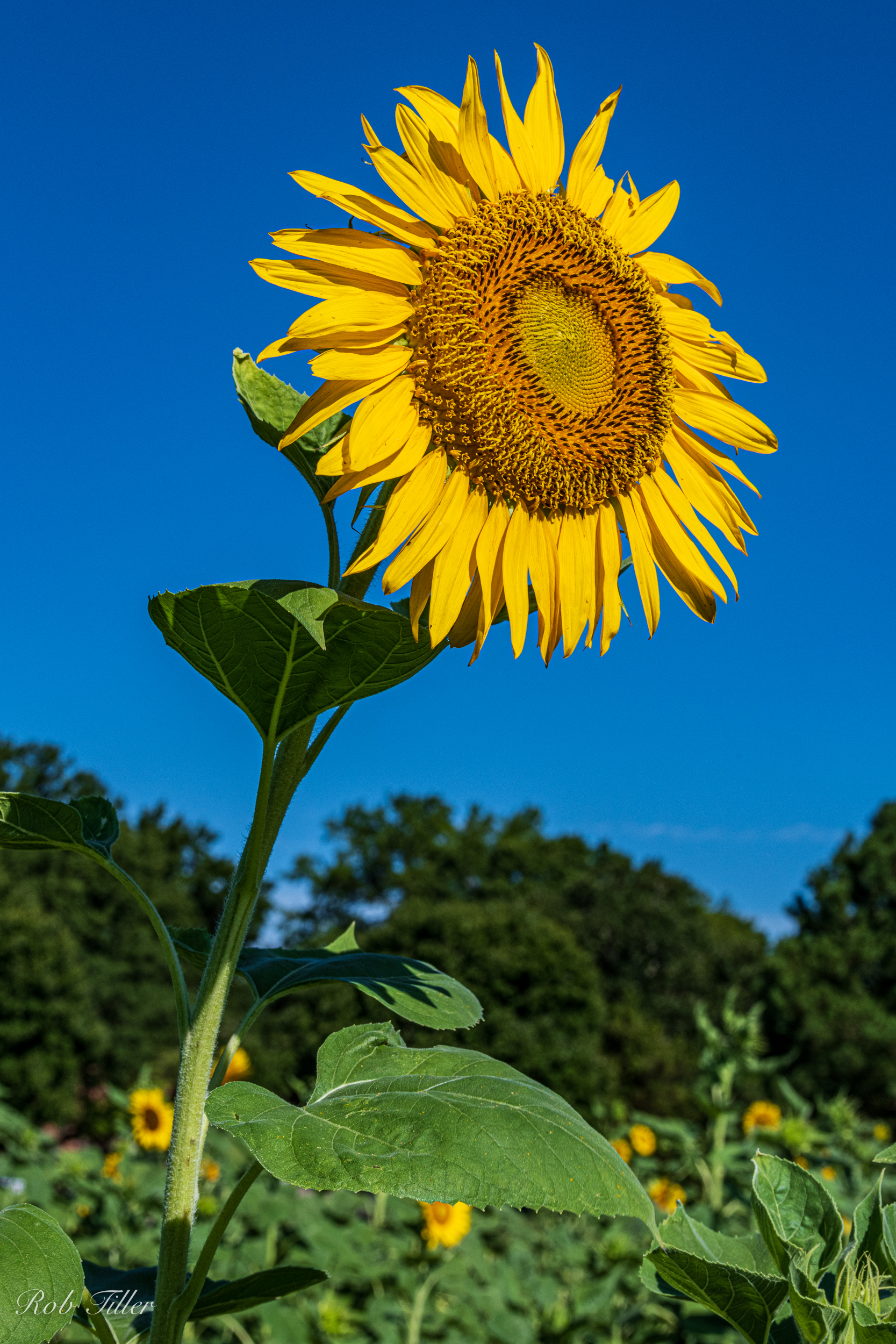 Sunflowers-0330