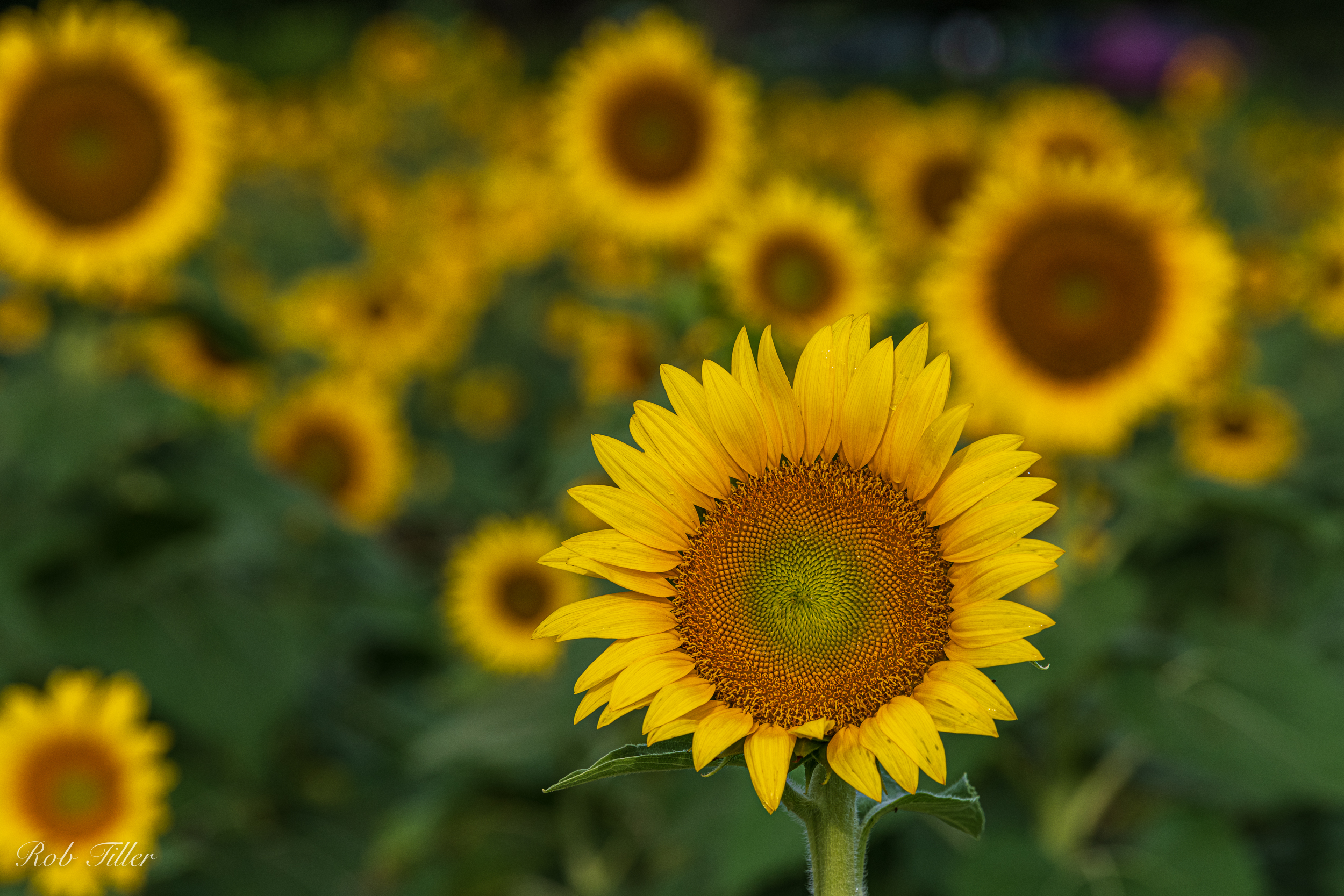 Sunflowers-4374